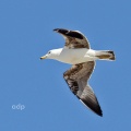 Azorean Gull 2nd w, (Larus michahellis atlantis) February,  Alan Prowse